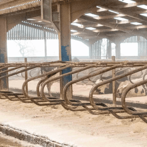 Dry Sawdust Bale