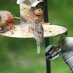 Wild Bird Food