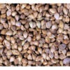 Japanese Millet Seed