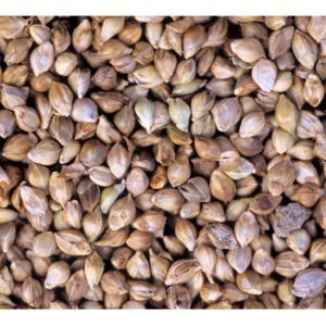 Japanese Millet Seed