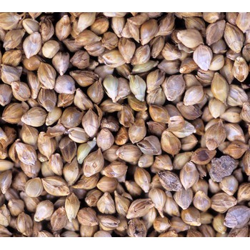 Japanese Millet Seed