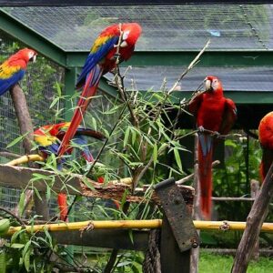 Bird Straights