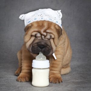 Milk for Dogs