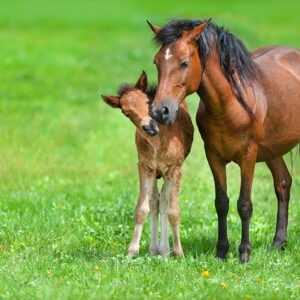 Breeding & Stud