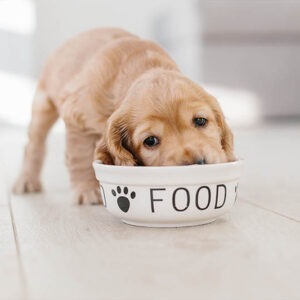 Puppy Food
