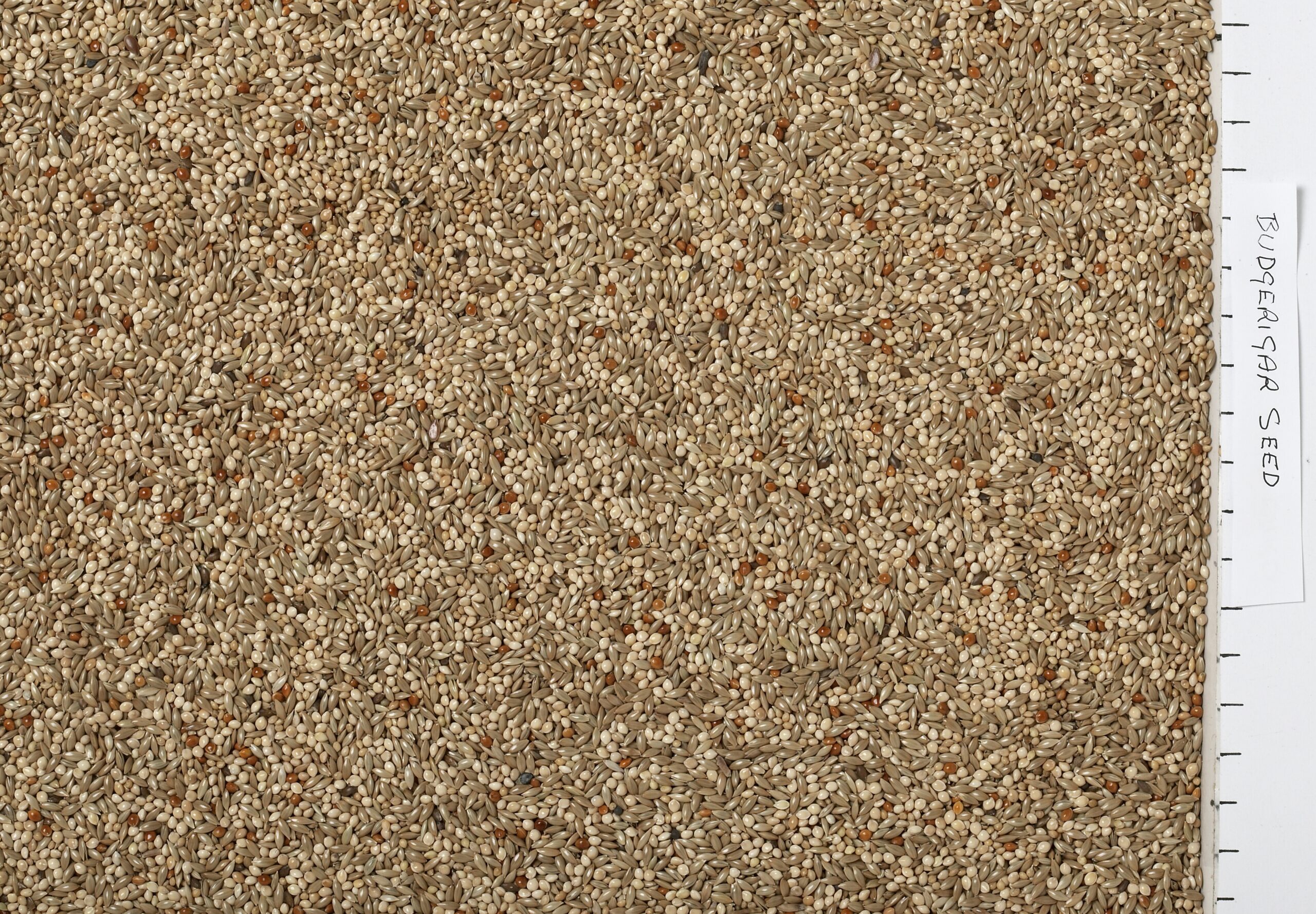 JJ Budgerigar Seed