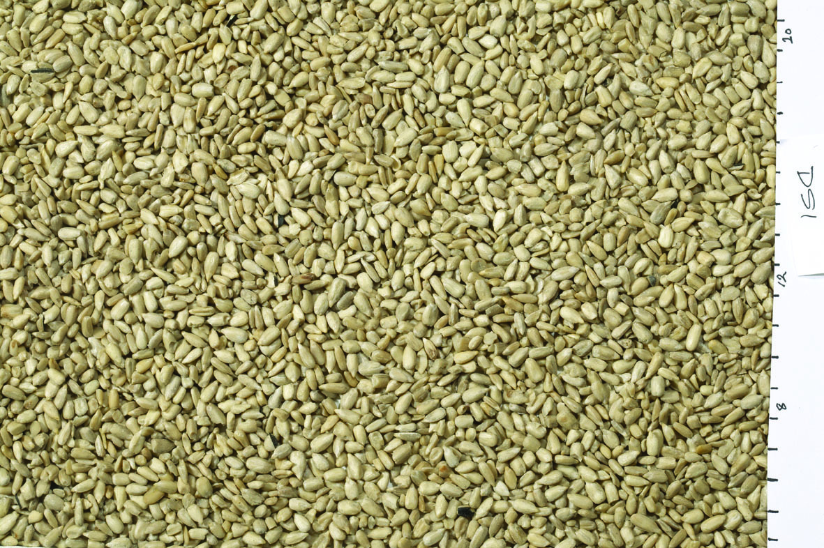 JJ White Sunflowerseed