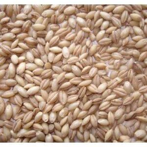 JJ Whole English Barley
