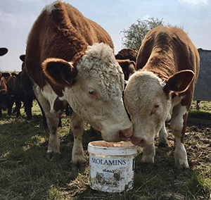 DK Cattle Molamin Bucket