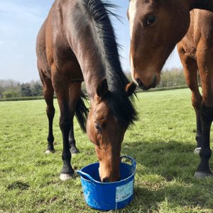 DK Equine Flexi Tub Feed Essential