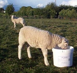 DK Sheep Molamin Bucket
