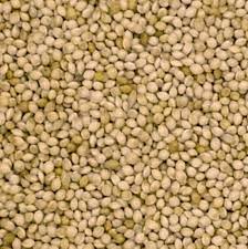 JJ Milletseed White French